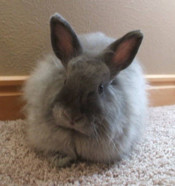 Fwuffy bunny!