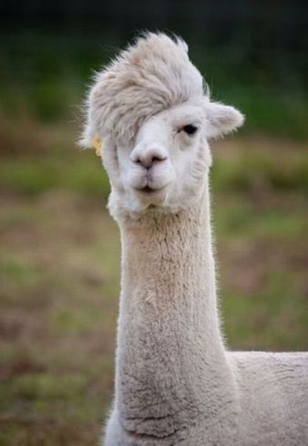 Emo llama