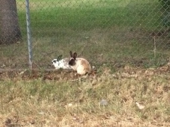 Two bunnies