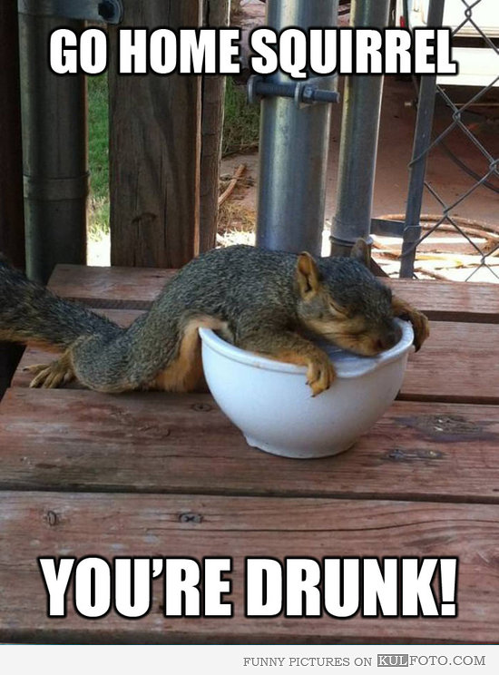 Drunk squirrel