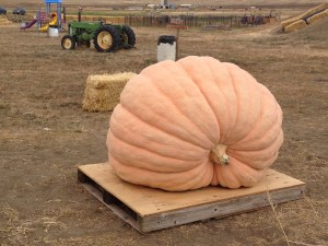 Giant pumpkin